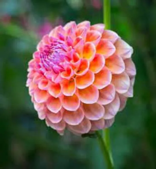 Gardening%20Dahlia%20Mixed%20Colours%20Flower%20Seed%20(One%20Packet%20Omaxe)%20-%20Image%204