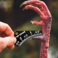 New Multifunctional Wild Turkey Spur Gauge Portable Compact Turkey Spur Measure Ruler Durable Turkey Spur Age Measurement Tools Determine Turkey Age and Size. 
