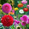 Gardening Dahlia Mixed Colours Flower Seed (One Packet Omaxe). 