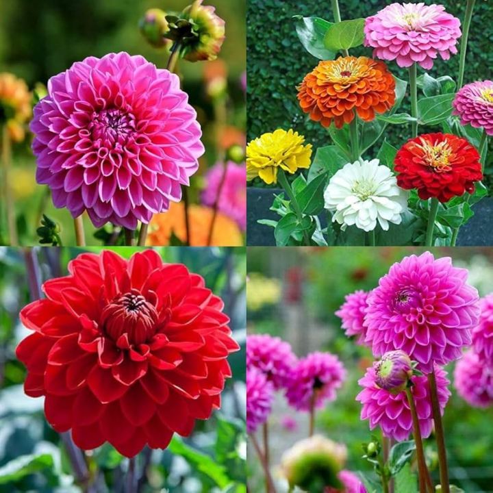 Gardening Dahlia Mixed Colours Flower Seed (One Packet Omaxe)