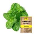 Mint Seeds - Basil Mint Leaves Seeds 100 Plus Seeds. 