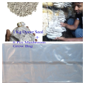 Oyster Mushroom Seed 1kg with Mushroom Grow Bag 6pcs. 