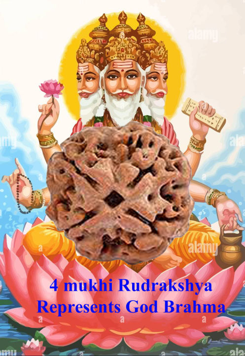 4%20Mukhi%20Rudrakshya%20-%20Image%204