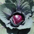 1 packet Hybrid Red Cabbage Seeds – High Germination, Crisp & Nutrient-Rich. 