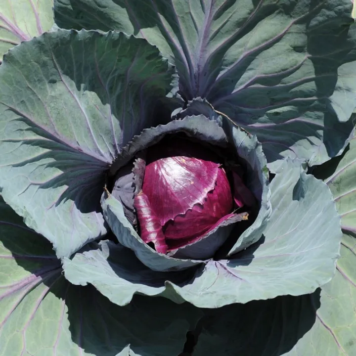1%20packet%20Hybrid%20Red%20Cabbage%20Seeds%20%E2%80%93%20High%20Germination,%20Crisp%20&%20Nutrient-Rich%20-%20Image%204