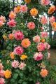 10+ Loose Packed Excellent Quality Climbing Fragrant Rose Flower Seed For Nepal (Can Grow All Over Nepal). 