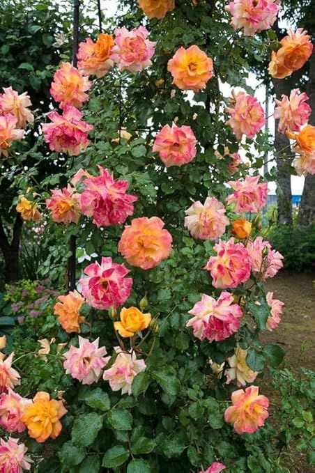 10+%20Loose%20Packed%20Excellent%20Quality%20Climbing%20Fragrant%20Rose%20Flower%20Seed%20For%20Nepal%20(Can%20Grow%20All%20Over%20Nepal)%20-%20Image%205