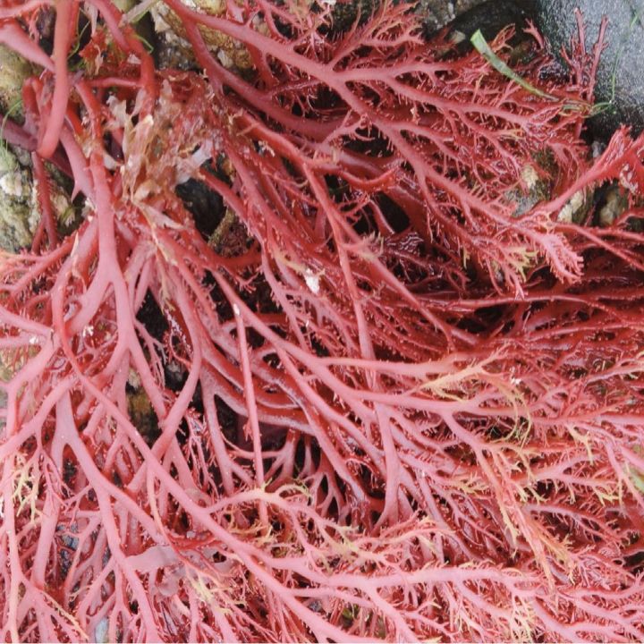 DEHUI%20Seaweed%20Powder:%20Kirin%20Vegetable%20Powder,%20Thickener,%20Gelling%20Agent,%20Clean%20Label%20Replacement,%20Carrageenan,%20Alternative%20-%20Image%203