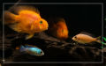 Blood Parrot Fish Food 300 Grams (Yu Sun Sun) Small Pellet by Juwel Aquarium. 