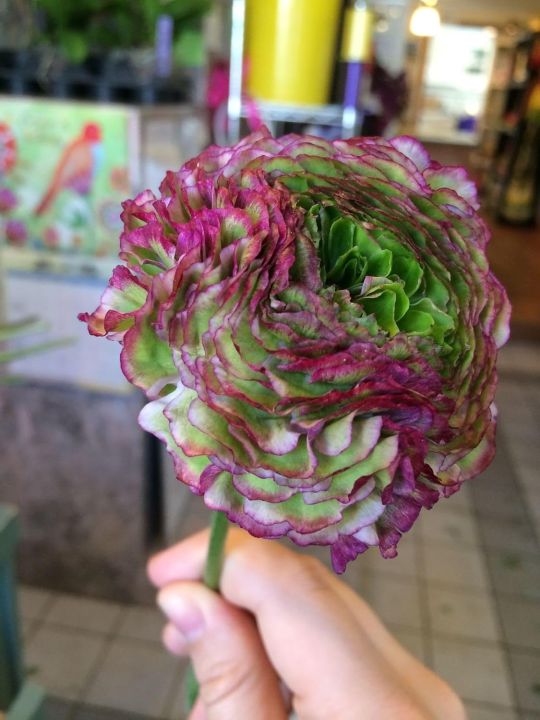 Japanese%20Ranunculus%20Flower%20Seeds%20For%20Your%20Home%20&%20Garden%20pack%20of%2020%20to%2030%20seeds%20(green%20with%20pink)%20-%20Image%204