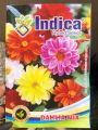 1 Packet Dahlia Mix Flower Seeds - New And Fresh Seeds Of Dahlia Flower. 