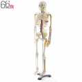 66fit White Human Skeleton With Nerves and Blood Vessel 85cm - (XC-102B). 