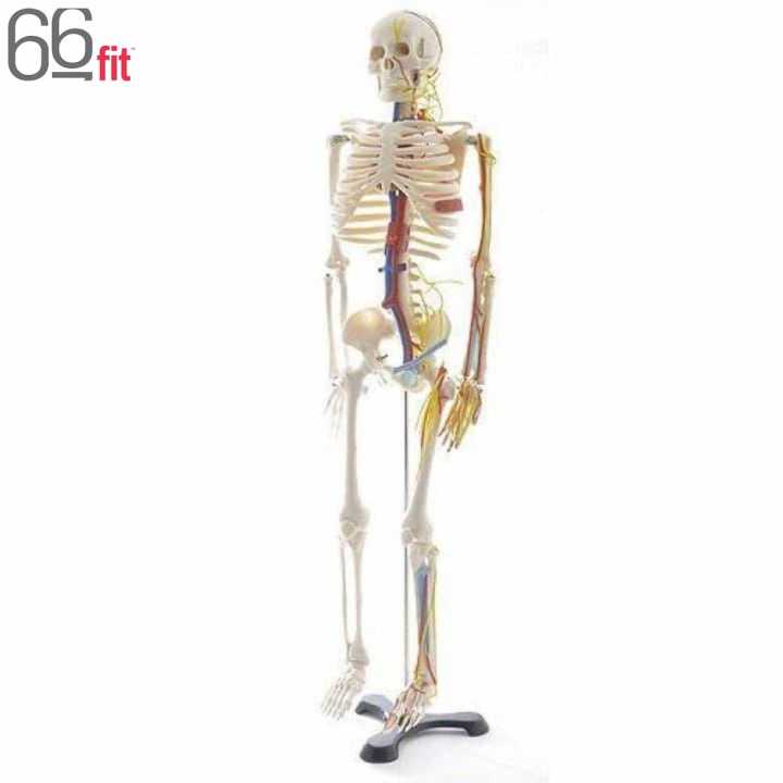 66fit White Human Skeleton With Nerves and Blood Vessel 85cm - (XC-102B)