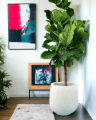Fiddle Leaf Fig Indoor Plant | For Home Décor | Decorative Plant. 