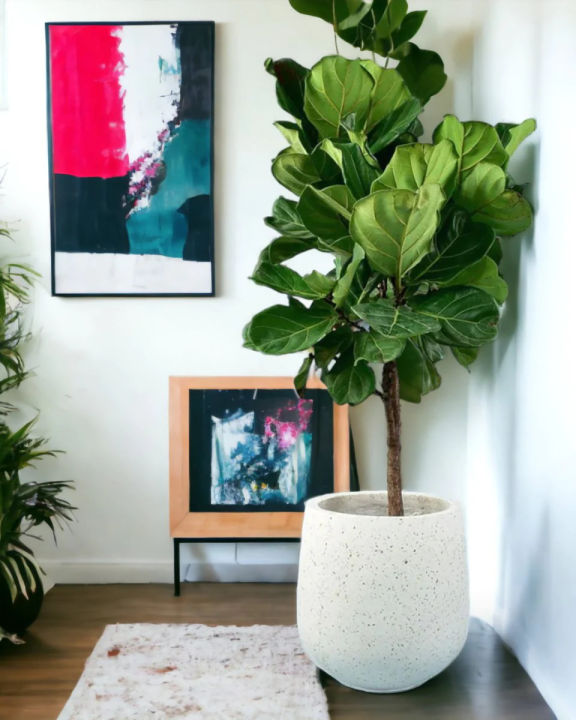 Fiddle%20Leaf%20Fig%20Indoor%20Plant%20%7C%20For%20Home%20D%C3%A9cor%20%7C%20Decorative%20Plant%20-%20Image%207