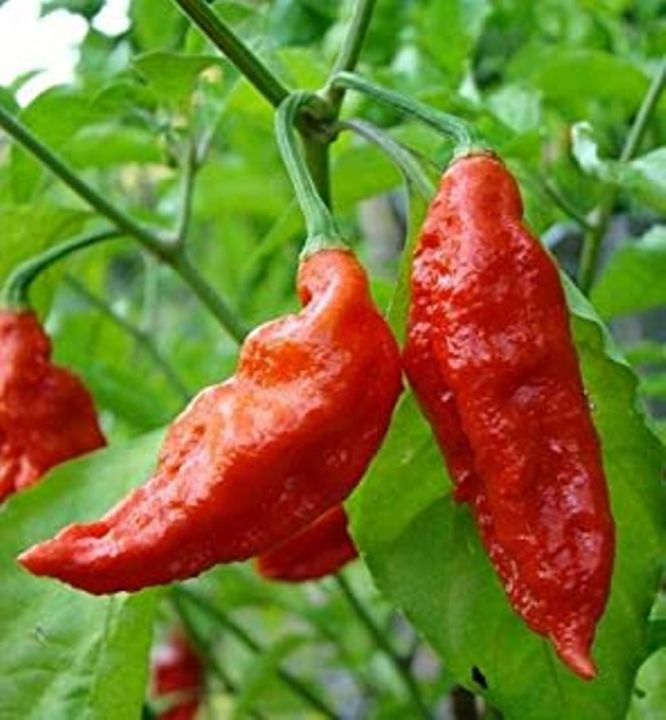 10 Seeds Of Bhut Jolokia Ghost Chili/ Pepper