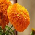 20 Plus Seeds Marigold Orange Flower Seeds (Tagetes Erecta Tall Sierra) Loose pack. 