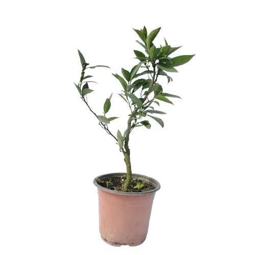 i%20am%20the%20gardener%20Mausam%20Fruit,%20Outdoor%20Plant,%20Green%20Plant%20-%20Image%202