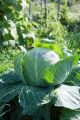 Green Coronet Hybrid Cabbage Vegetable Seeds 10gm. 