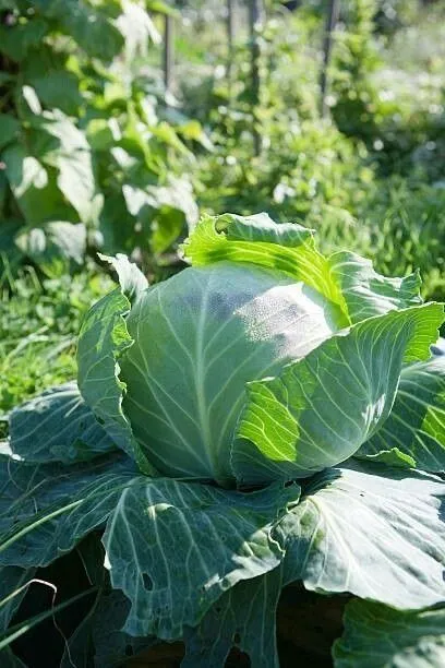 Green%20Coronet%20Hybrid%20Cabbage%20Vegetable%20Seeds%2010gm%20-%20Image%203