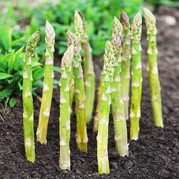ASPARAGUS%20UC%20157,%20IMPORTED%20AVG%2030%20SEEDS,OMAXE%20Vegetable%20Seeds%20-%20Image%203