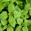 Lemon Balm Seeds for Planting (20+ Seeds) - Non-GMO Lemon Balm Herb Seeds - Loose Pack. 