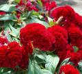 Cockscomb/Murga Kalgi/Snaeel/Celosia Red Flower Plant 20 Seeds For Garden And Balcony. 