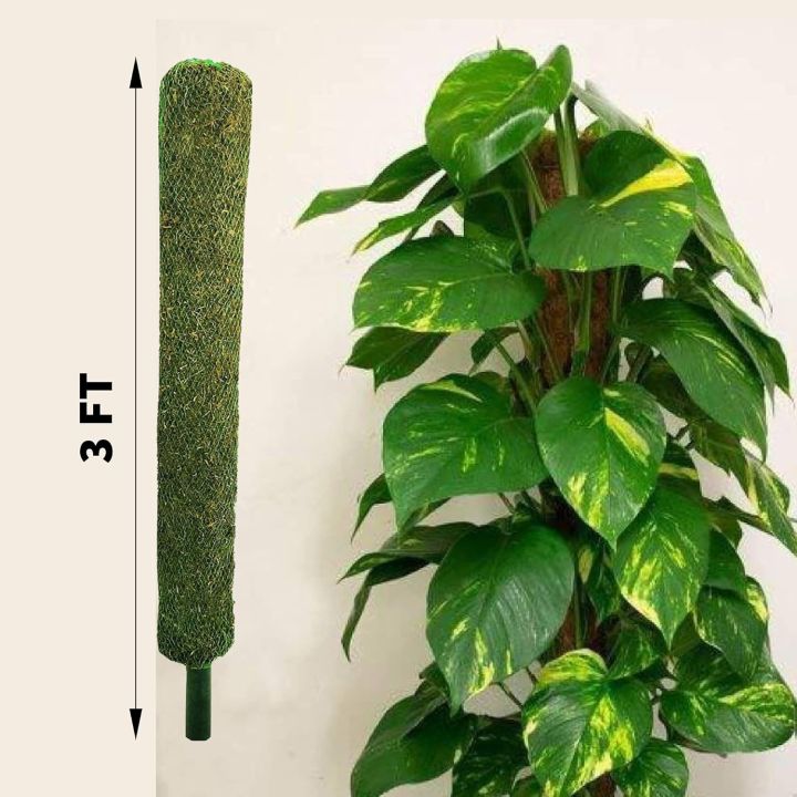Coco Coir Stick Pole Moss Stick for Climbing Money Plant, Housing Plants Support  (3 Feet)