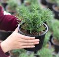 20 Plus  Rosemary Seeds for Planting - Rosemary Herb Sees Loose Pack. 