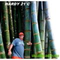 Bamboo Seeds - Big Bamboo 30 Plus Seeds. 