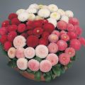 20+ Loose Packed Seed Of Daisy-Monstrosa Double Mix Flower, Excellent Quality Seed Can Grow All Over Nepal. 