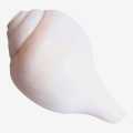 Shankha No.Medium Size. 