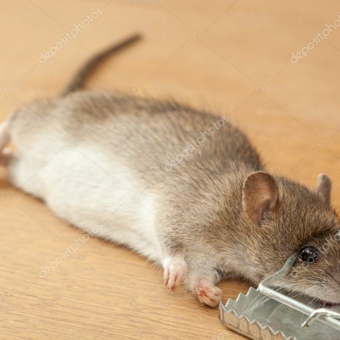 Rat%20Trap%20Catching%20Heavy%20Duty%20Snap%20Mouse%20E%20Trap-Easy%20Set/Bait/Pest%20Catcher%20-%20Image%203