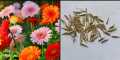 Gerbera Flower Seeds For Garden And Balconey -20 Plus Seeds (Loose Seeds). 