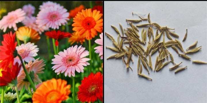 Gerbera%20Flower%20Seeds%20For%20Garden%20And%20Balconey%20-20%20Plus%20Seeds%20(Loose%20Seeds)%20-%20Image%202