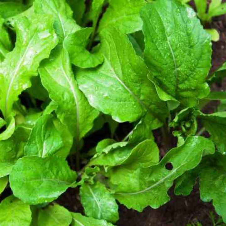 20+%20Loose%20Packed%20Seeds%20/Arugula/Rucola%20Leaves%20Herb%20Herb%20Seeds%20Kitchen%20Garden%20Packet%20-%20Image%204