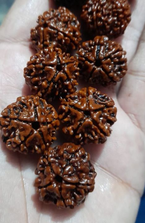 Original%20Nepali%205%20Mukhi%20Rudraksha%20For%20Puja%201%20kg%20-%20Image%203