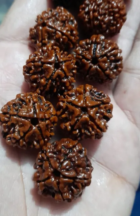 Original%20Nepali%205%20Mukhi%20Rudraksha%20For%20Puja%201%20kg%20-%20Image%203