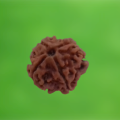 4 Mukhi Rudraksha Small Size Good Luck. 