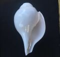 Original Lakshmi Sankha 15cm, Blowing Conch / Shankh For Worship Pure White Authentic Shell. 
