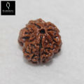 3-Face Rudraksha (NEPALI). 