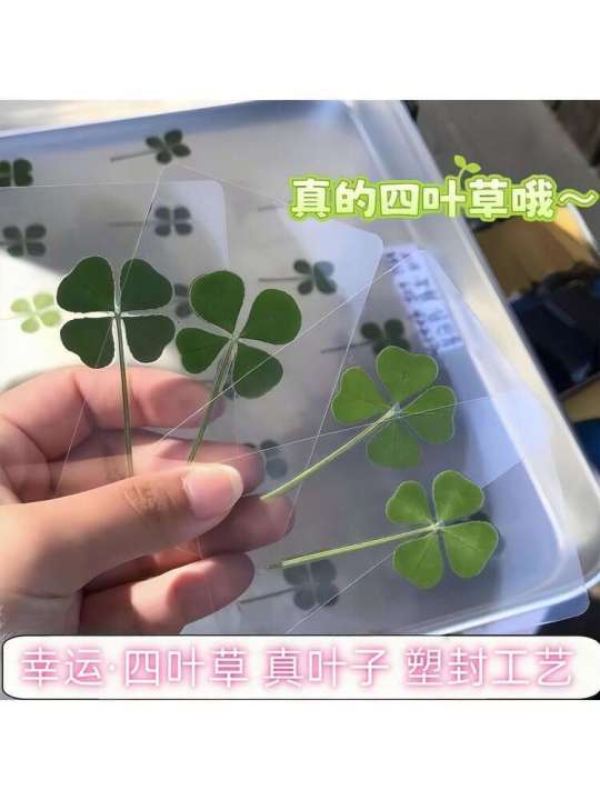 Same Style Real Dried Leaves Four-Leaf Clover Bookmark Specimen College Entrance Exam Gift for Classmates Lucky