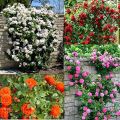 10 Pieces Pink Climbing Rose Vine Flower Seeds Climber Fragrant (90 Days Germination). 