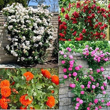 10%20Pieces%20Pink%20Climbing%20Rose%20Vine%20Flower%20Seeds%20Climber%20Fragrant%20(90%20Days%20Germination)%20-%20Image%206