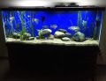 72x24 Blue Background Wallpaper For  Aquarium By Crown Aquatics. 
