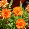 20+ Loose Packed Seed Of Mixed Strawflower Everlasting Paper Daisy Seeds Xerochrysum(Helichrysum) Bracteatum Flower, Excellent Quality Seed Can Grow All Over Nepal. 