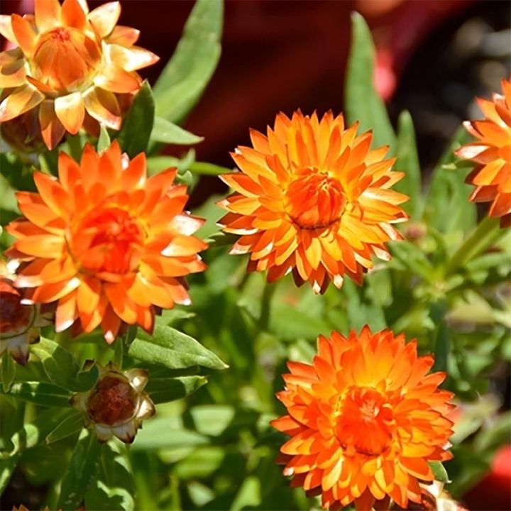 20+%20Loose%20Packed%20Seed%20Of%20Mixed%20Strawflower%20Everlasting%20Paper%20Daisy%20Seeds%20Xerochrysum(Helichrysum)%20Bracteatum%20Flower,%20Excellent%20Quality%20Seed%20Can%20Grow%20All%20Over%20Nepal%20-%20Image%205