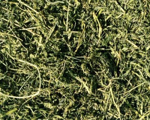 Jimbu%20(Allium%20Schoenoprasum)%20-%20Image%202