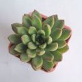 Cute Small Succulent Plant With Pot For Gifts And Table Top Decor. 