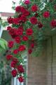 100 Pcs Climbing Miniature Rose Seeds - Best For Your Garden. 